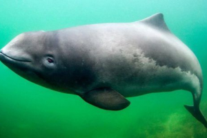 Пристанище porpoise Пристанище porpoise